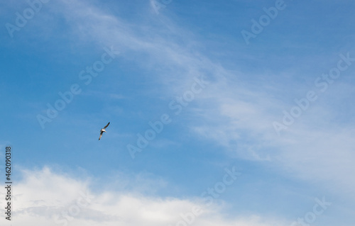 Seagull on background of beautiful blue sky in the evening with clouds. Copy space © Алла Морозова