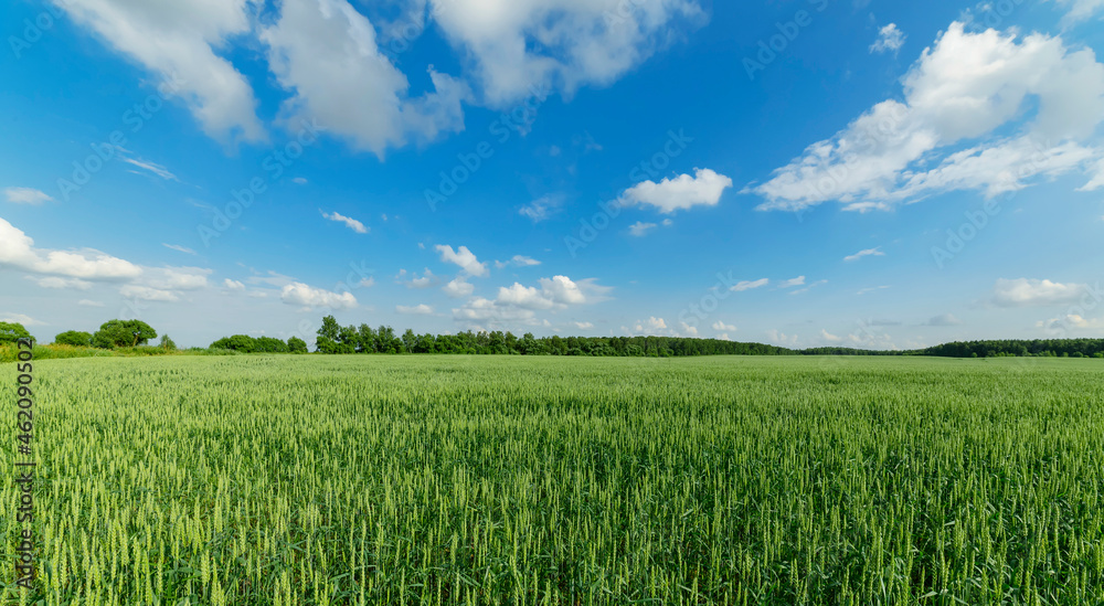 Wide-angle landscape with a wheat field in the Moscow region Wide-angle landscape with a wheat field in the Moscow region