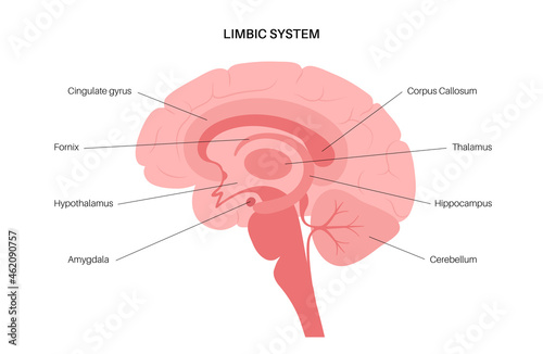 Brain limbic system
