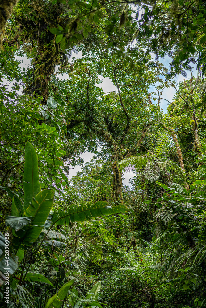 Tropical Plants, flowers and trees growing together in Costa Rica, Monteverde rainforest. Tropical Plants, flowers and trees growing together in Costa Rica, Monteverde rainforest.