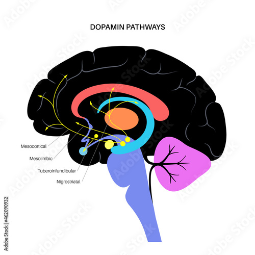 Dopamine pathway concept photo