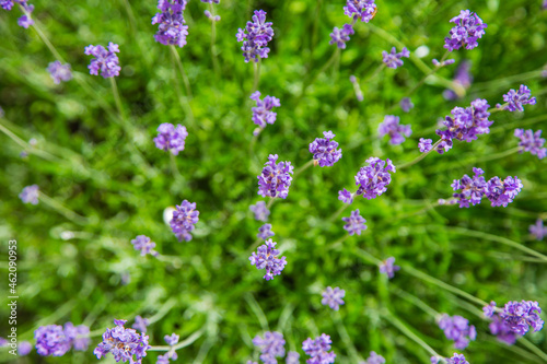 Lavender flowers are bright purple in close-up, in the background. . High quality photo