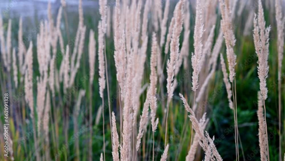 Wheat in the wind. Nature concept. Garden and field plants Wheat in the wind. Nature concept. Garden and field plants