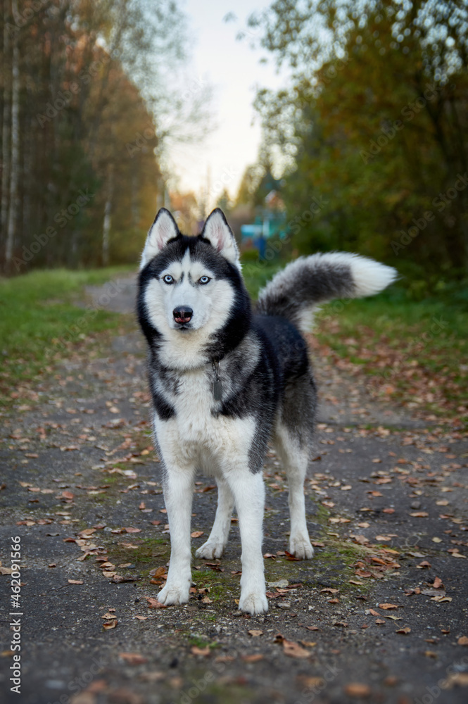 Siberian husky stands on the path in the evening autumn park