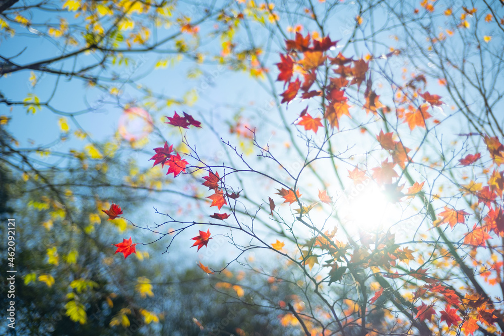 紅葉と青空