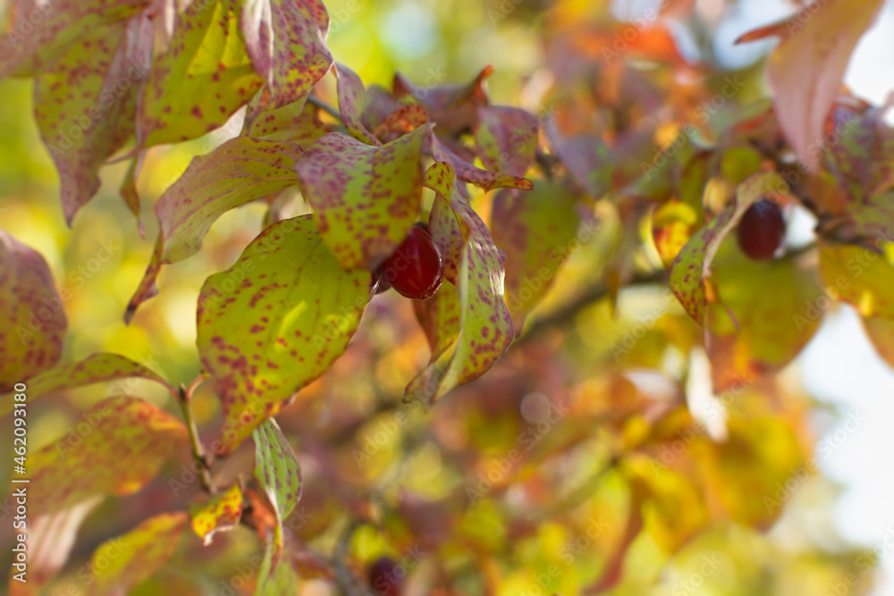 Fototapeta premium CorCornus mas or common red dogwood. autumn wild berries on the branches of a shrub. Natural bright background with bokeh copy space. Harvesting in autumn. Natural vitamins, healthy fruits in soft foc