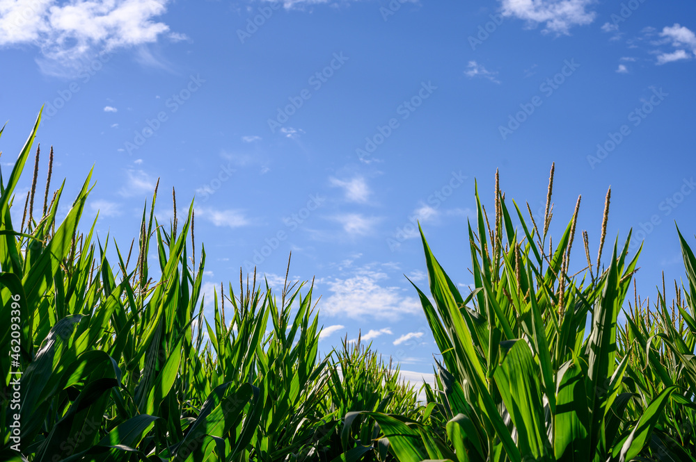 Fototapeta premium green corn and blue sky