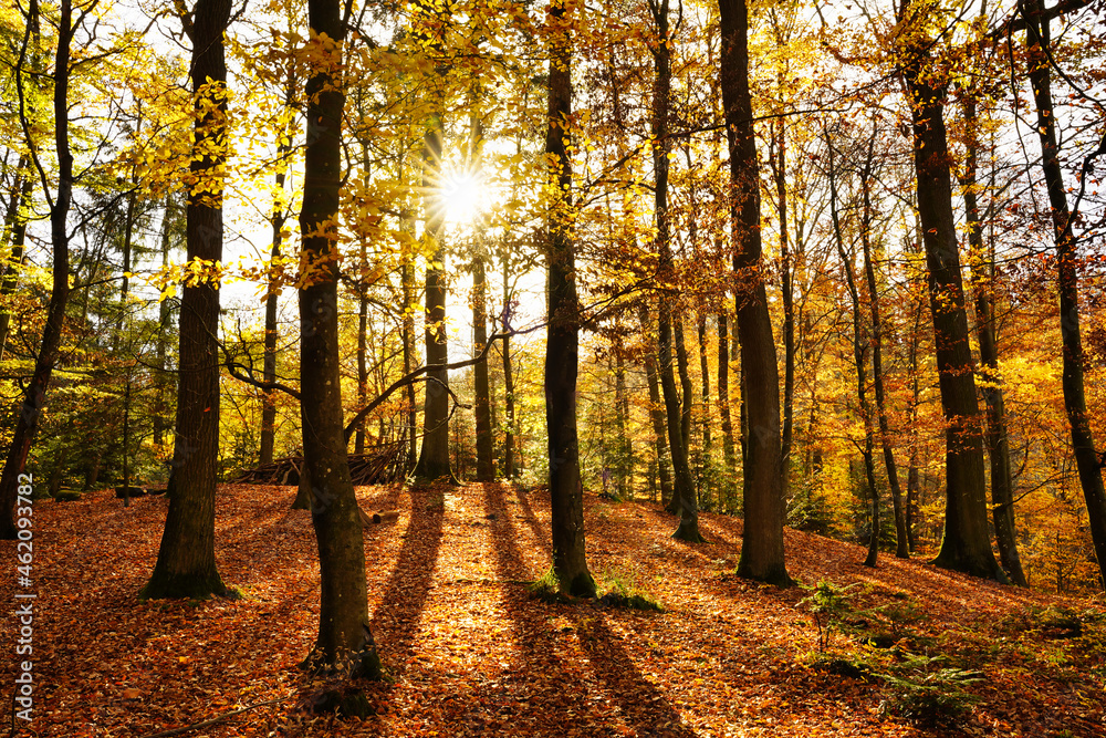 Colorful autumnal forest with the sun shining in. The ground is covered with dry leaves. Germany, Baden-Wurttemberg.