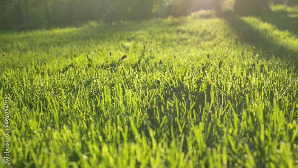Lush green grass grows on wide meadow under bright summer sunlight at back sunset light against forest extreme close view Lush green grass grows on wide meadow under bright summer sunlight at back sunset light against forest extreme close view