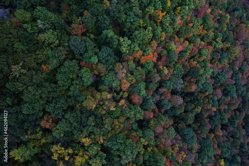 Trees in Coopers Rock State Forest