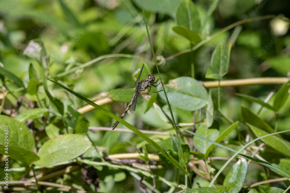 Little blue dragonlet dragonfly perched on some grass Little blue dragonlet dragonfly perched on some grass