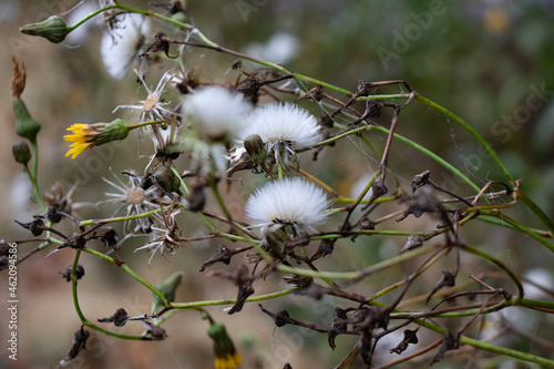 White Fluffy Wild Flowers