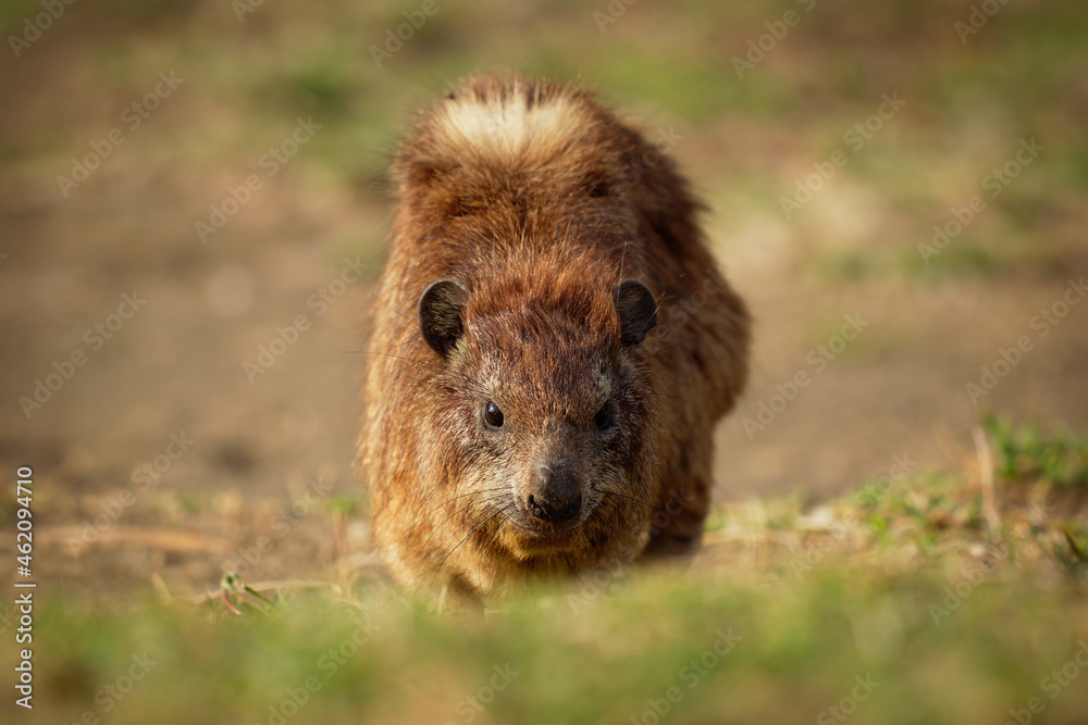 Rock Hyrax - Procavia capensis also dassie, Cape hyrax, rock rabbit and coney, medium-sized terrestrial mammal native to Africa and the Middle East, order Hyracoidea genus Procavia