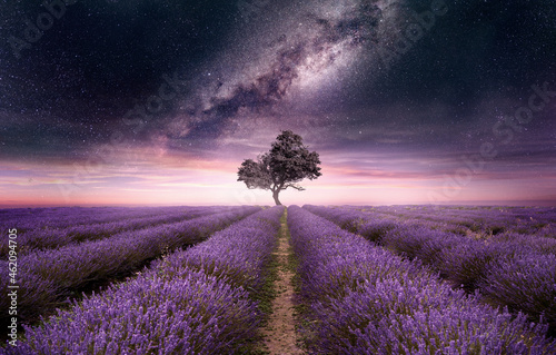 A lavender field full of purple flowers at night with the night sky filled with stars. Photo composite.