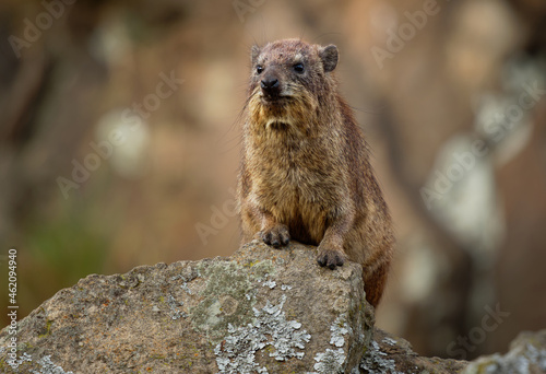 Rock Hyrax - Procavia capensis also dassie, Cape hyrax, rock rabbit and coney, medium-sized terrestrial mammal native to Africa and the Middle East, order Hyracoidea genus Procavia © phototrip.cz