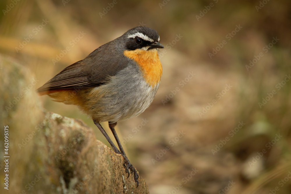 Cape Robin-chat - Cossypha caffra small passerine bird of the flycatcher family Muscicapidae, from South Sudan to South Africa, grey, orange and black bird in Kenya Cape Robin-chat - Cossypha caffra small passerine bird of the flycatcher family Muscicapidae, from South Sudan to South Africa, grey, orange and black bird in Kenya