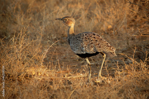 Buff-crested Bustard - Lophotis gindiana bird in the Otididae, found in Djibouti, Ethiopia, Kenya, Somalia, South Sudan, Tanzania, Uganda, savanna and shrubland, ground bird in dry savannah photo