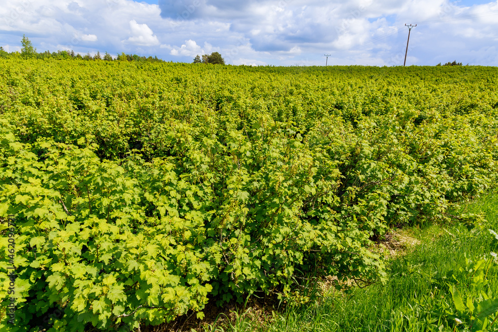 Currant field and colorful sky. Panoramic agricultural landscapes. Panoramic view of the fruit plantation.