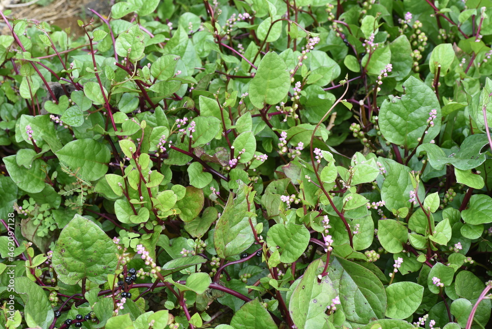 Malabar spinach cultivation. Bassellaceae annual vine plants. It is a