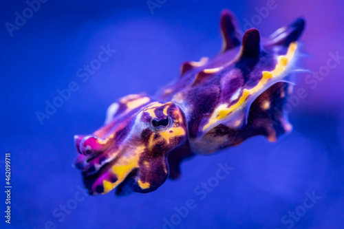 Flamboyant Cuttlefish
 photo