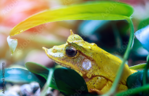 Magnificent tree frog
 photo