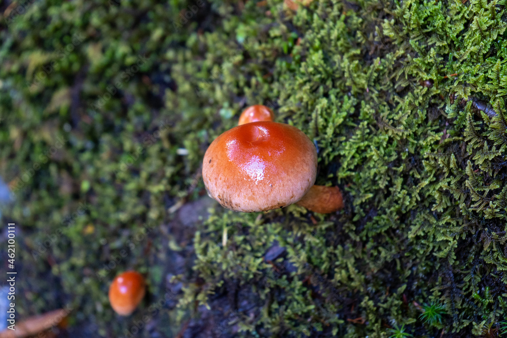 Orange Amanita Mushroom in Smoky Mountain Trail Orange Amanita Mushroom in Smoky Mountain Trail
