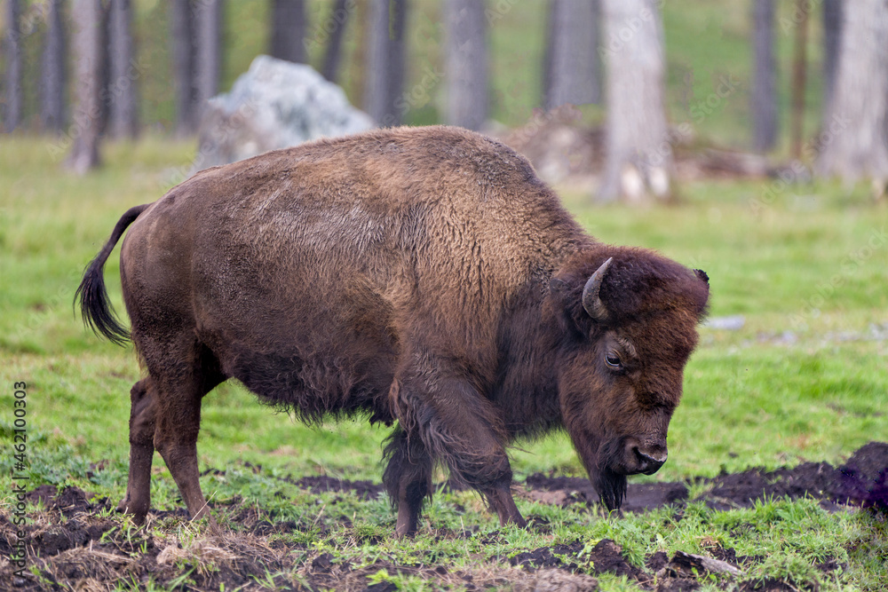 Bison Stock Photo and Image. Close-up side view walking in the field with a blur forest background displaying large body and horns in its environment and habitat surrounding. Buffalo Picture. Bison Stock Photo and Image. Close-up side view walking in the field with a blur forest background displaying large body and horns in its environment and habitat surrounding. Buffalo Picture.