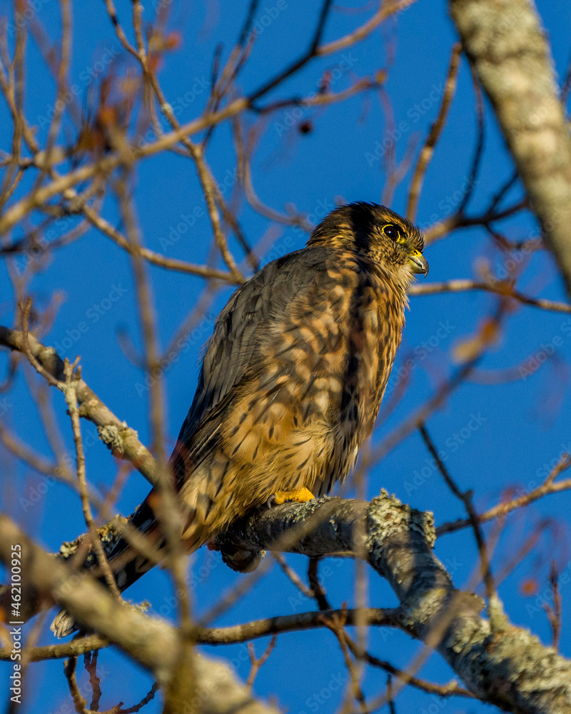 Hawk Stock Photo and Image. Perched and bathing in sunlight on a tree with blue sky background in its environment and habitat surrounding displaying brown feather plumage. Hawk Stock Photo and Image. Perched and bathing in sunlight on a tree with blue sky background in its environment and habitat surrounding displaying brown feather plumage.
