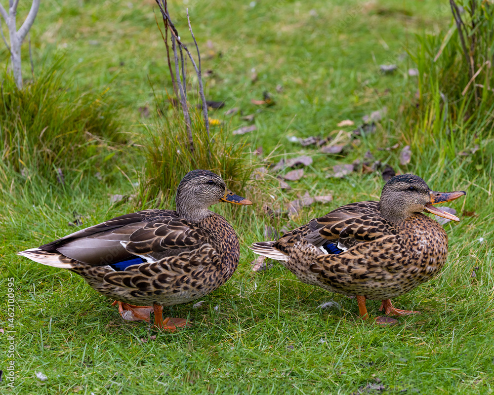 Duck Stock Photo and Image. Mallard duck couple walking on grass with a side view displaying their beautiful plumage and orange feet in its environment and habitat surrounding. Duck Stock Photo and Image. Mallard duck couple walking on grass with a side view displaying their beautiful plumage and orange feet in its environment and habitat surrounding.