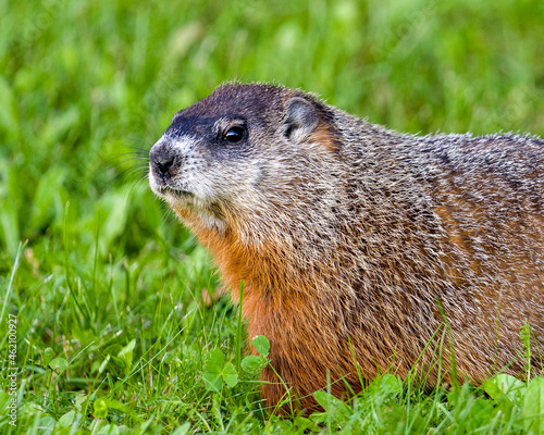 Groundhog Stock Photo. Head close-up side view with green grass foreground and background in its environment and surrounding habitat. Portrait. Image. Picture.