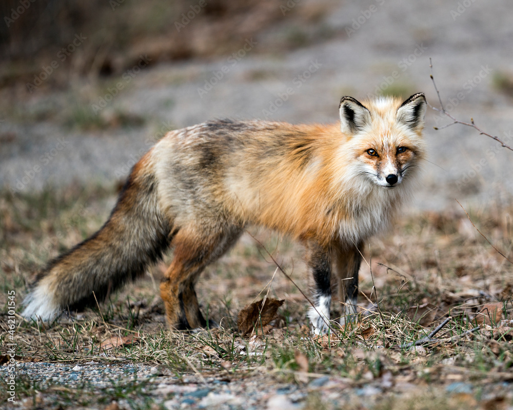 Red Fox Photo Stock. Fox Image. Springtime with blur background, displaying fox tail, fur, in its environment and habitat. Picture. Portrait. Photo Red Fox Photo Stock. Fox Image. Springtime with blur background, displaying fox tail, fur, in its environment and habitat. Picture. Portrait. Photo
