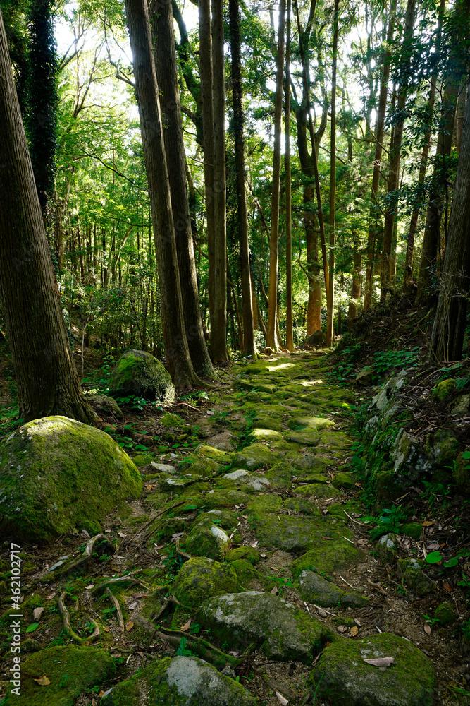 Obraz premium 熊野古道 松本峠越えの路