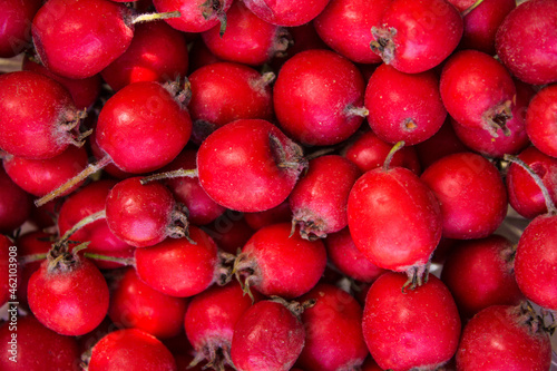 Rose hips, rose hips background, types of rose hips. The composition of medicinal plants and herbs. Scarlet berries of a shipshina close up. High quality photo photo