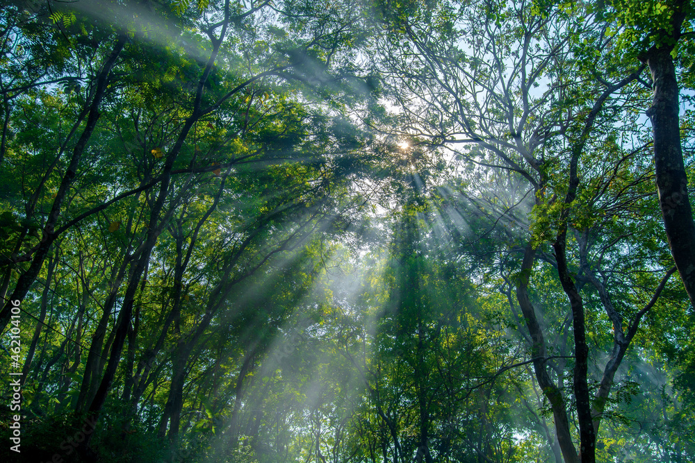 Fototapeta premium sun rays in the forest 