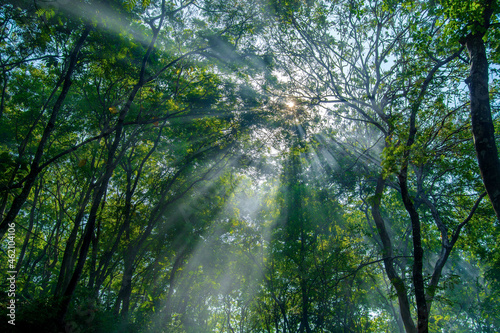 sun rays in the forest 