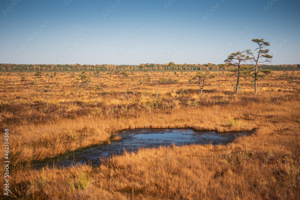 Vasenieki marsh, pond and pines in sunny autumn evening, Latvia.