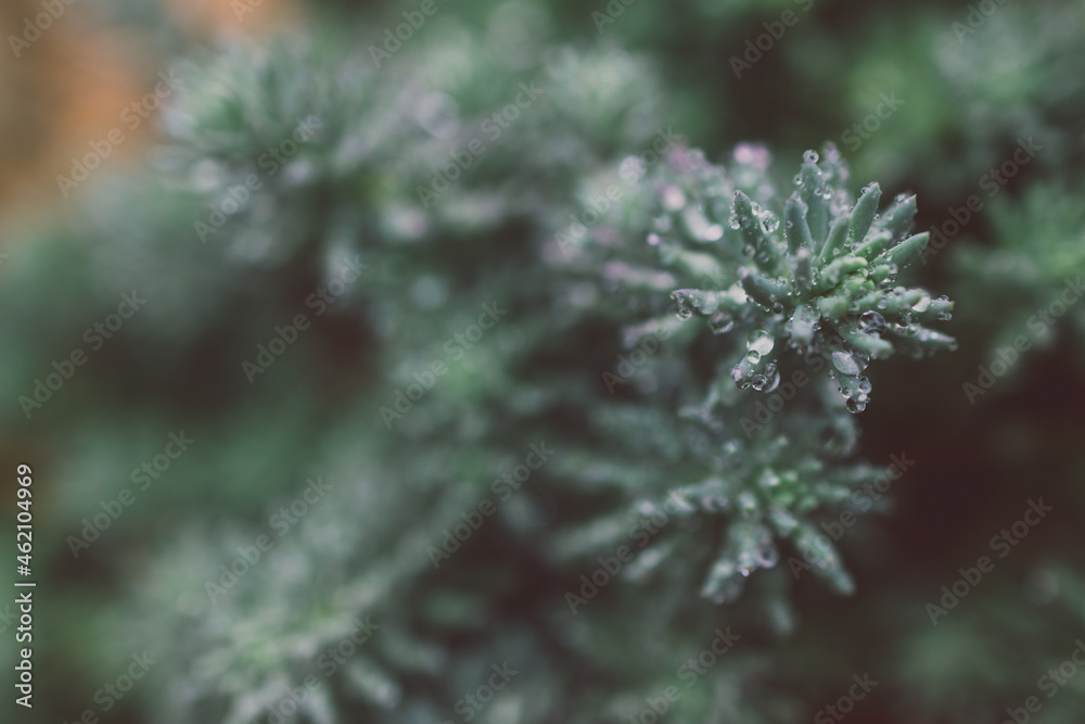 close-up of succulent plant with lots of raindrops from a tropical rain shot at shallow depth of field