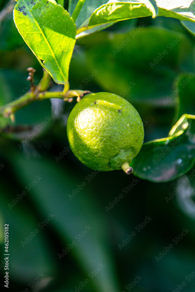 Citrus × aurantifolia pertenece a la familia Rutaceae