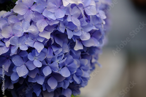 紫色の紫陽花 Purple hydrangea