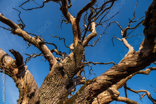 An old, withered branched oak on a sunny evening and a blue sky. © Bargais