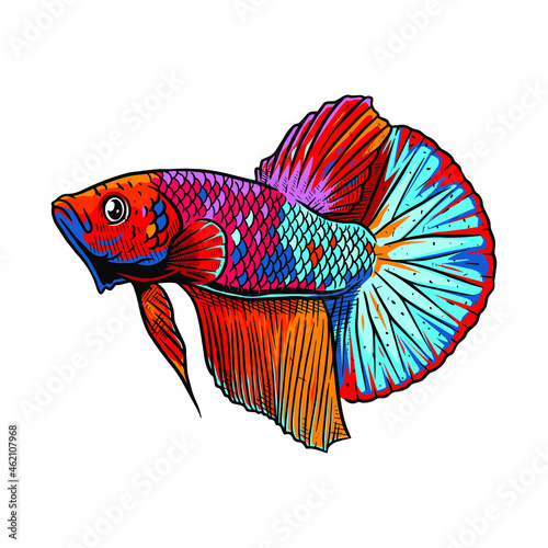 betta fish multicolor illustration photo