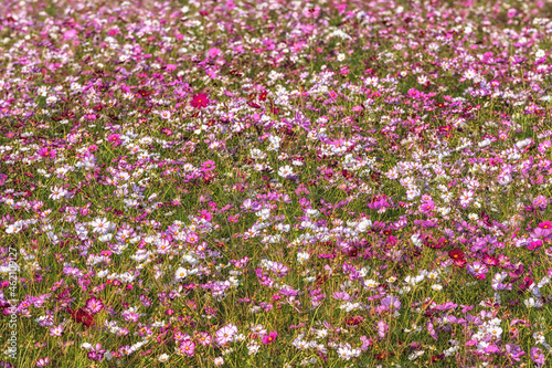 Field of cosmos flowers