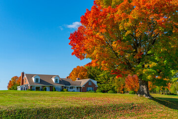 autumn colorful trees and in the front yard of house