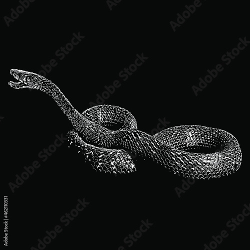 king cobra snake or Ophiophagus hannah vector drawing illustration. vector isolated element on the black background