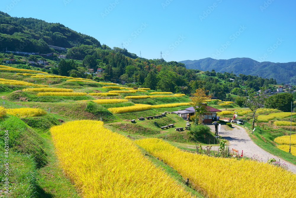 収穫直前の棚田の美しい風景