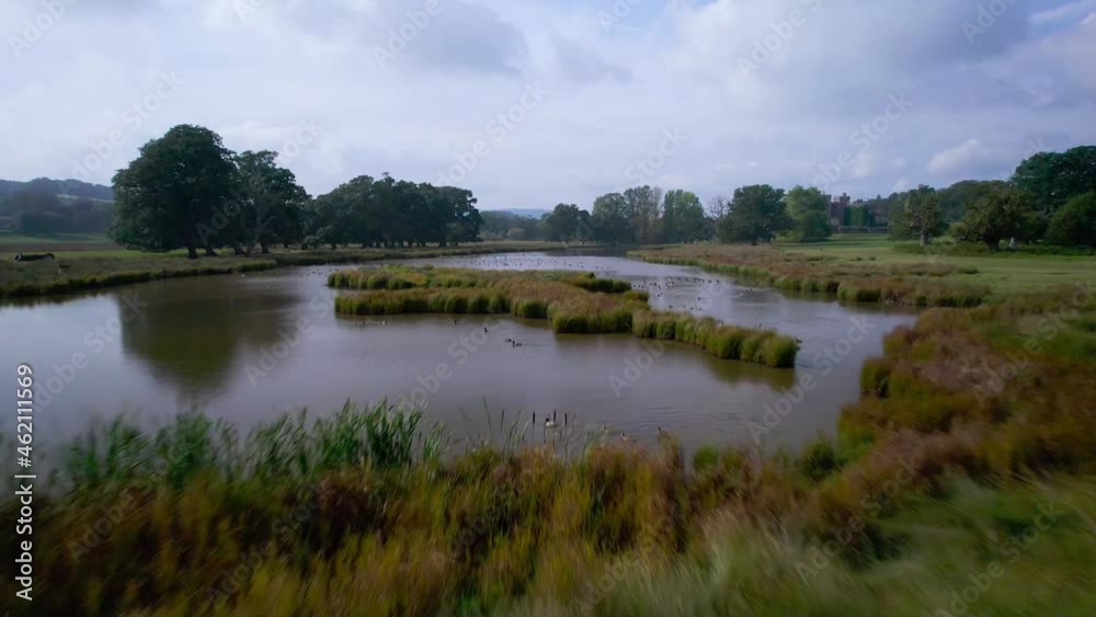 Canada Geese and pond in Powderham Park, Powderham Castle from a drone, Exeter, Devon, England Canada Geese and pond in Powderham Park, Powderham Castle from a drone, Exeter, Devon, England