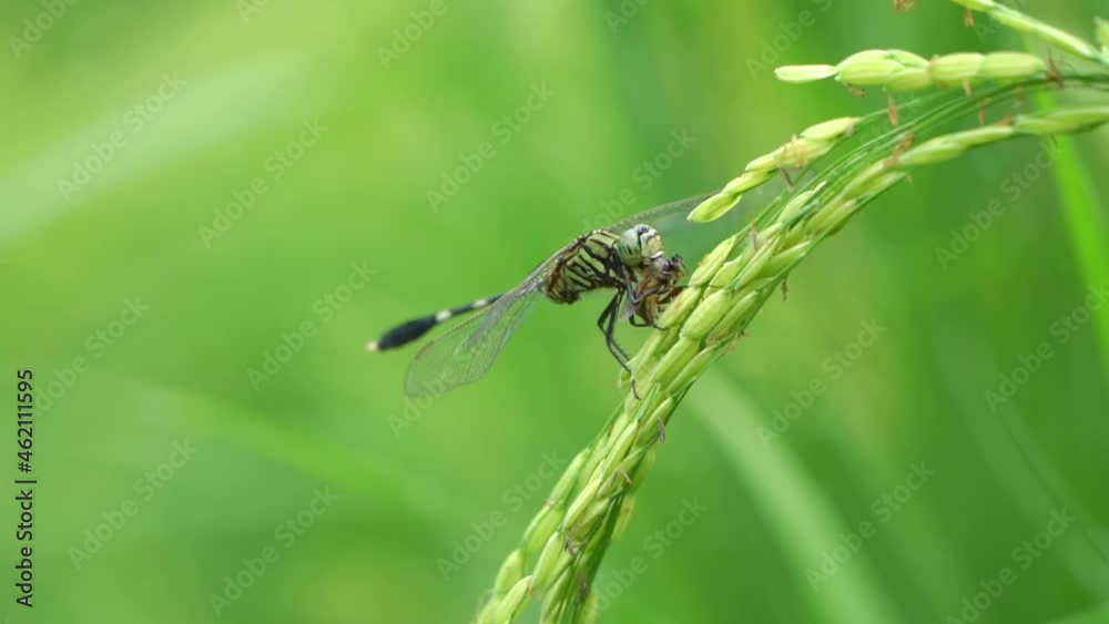 Slow-motion dragonflies eat small bees on green rice fields. Dragonflies eat prey on paddy fields Slow-motion dragonflies eat small bees on green rice fields. Dragonflies eat prey on paddy fields