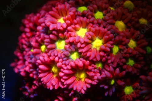 Goniopora - The Flower Pot LPS coral  photo