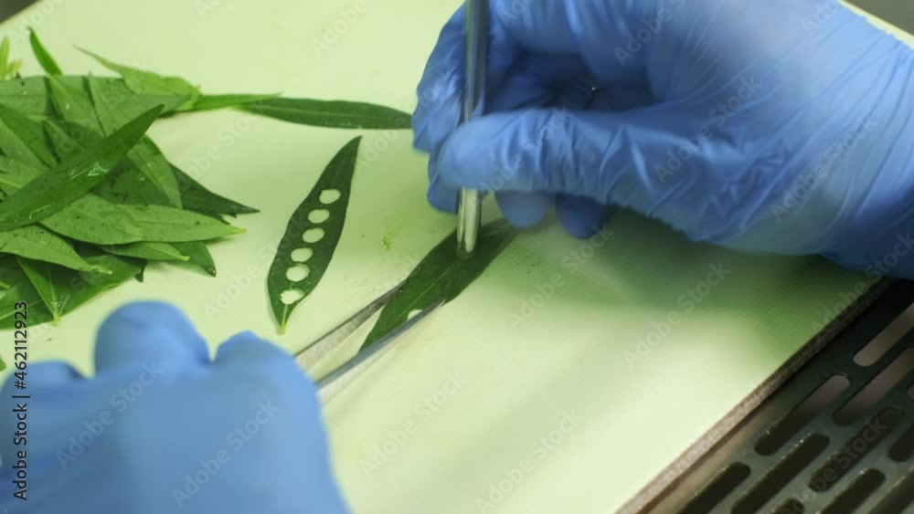 Cloning of the plants. plant tissue culture. Cutting the plant part in