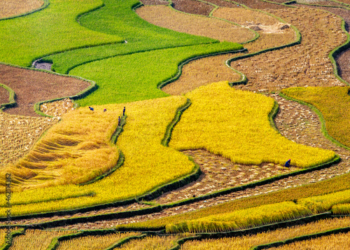 Nice ripen rice fields on mountains. Location: Vietnam